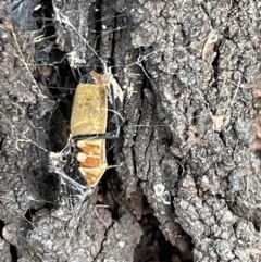 Dindymus versicolor at Casey, ACT - 14 Jan 2023 06:59 PM