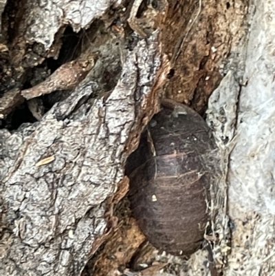 Laxta granicollis (Common bark or trilobite cockroach) at Casey, ACT - 14 Jan 2023 by Hejor1