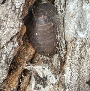 Laxta granicollis at Casey, ACT - 14 Jan 2023