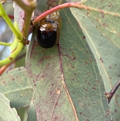 Paropsisterna cloelia (Eucalyptus variegated beetle) at Casey, ACT - 14 Jan 2023 by Hejor1