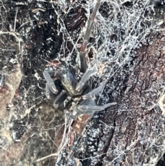 Badumna sp. (genus) (Lattice-web spider) at Casey, ACT - 14 Jan 2023 by Hejor1