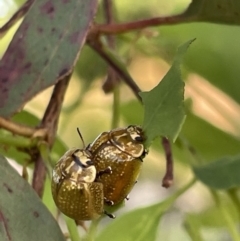 Paropsisterna cloelia (Eucalyptus variegated beetle) at Casey, ACT - 14 Jan 2023 by Hejor1