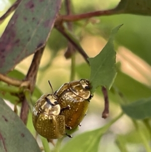 Paropsisterna cloelia at Casey, ACT - 14 Jan 2023