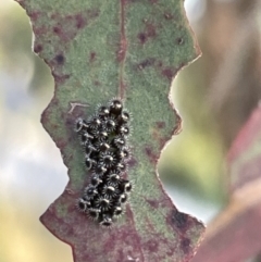 Oechalia schellenbergii (Spined Predatory Shield Bug) at Casey, ACT - 14 Jan 2023 by Hejor1