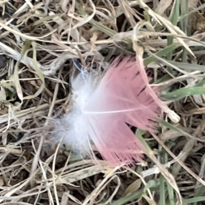 Eolophus roseicapilla at Casey, ACT - 14 Jan 2023