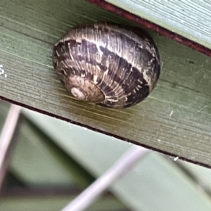 Cornu aspersum at Casey, ACT - 14 Jan 2023