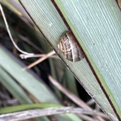 Cornu aspersum at Casey, ACT - 14 Jan 2023 07:34 PM