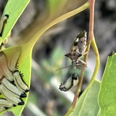 Oechalia schellenbergii (Spined Predatory Shield Bug) at Casey, ACT - 14 Jan 2023 by Hejor1