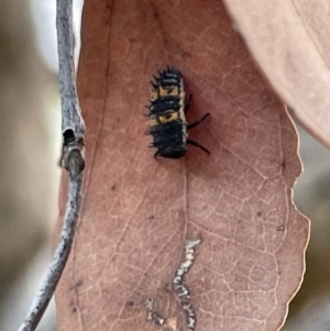 Harmonia conformis at Casey, ACT - 14 Jan 2023