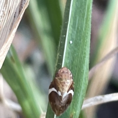 Bathyllus albicinctus (Spittlebug, Froghopper) at Casey, ACT - 14 Jan 2023 by Hejor1