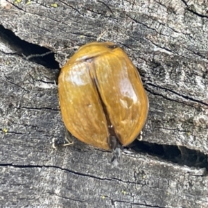 Paropsisterna cloelia at Casey, ACT - 15 Jan 2023 09:19 AM