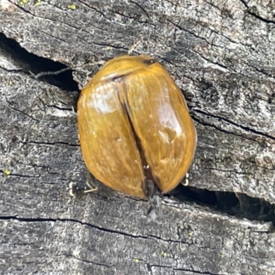 Paropsisterna cloelia (Eucalyptus variegated beetle) at Casey, ACT - 15 Jan 2023 by Hejor1