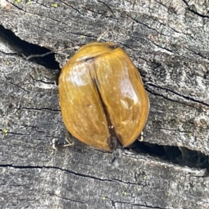 Paropsisterna cloelia at Casey, ACT - 15 Jan 2023