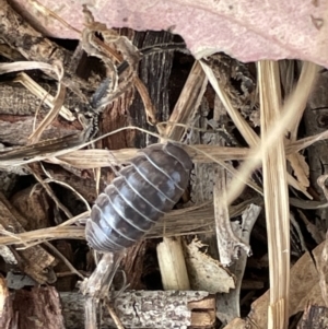 Armadillidium vulgare at Casey, ACT - 15 Jan 2023