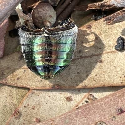 Anoplognathus sp. (genus) (Unidentified Christmas beetle) at Casey, ACT - 15 Jan 2023 by Hejor1