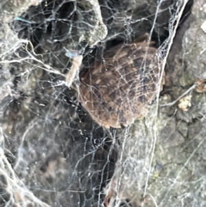 Laxta granicollis at Casey, ACT - 15 Jan 2023