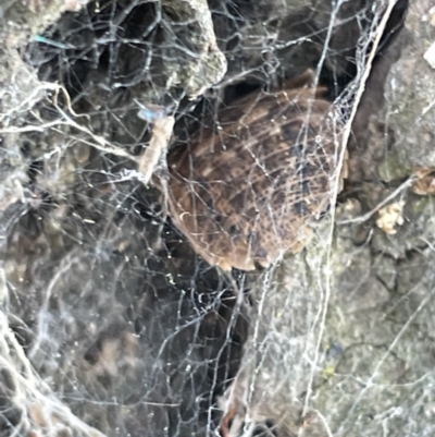 Laxta granicollis (Common bark or trilobite cockroach) at Casey, ACT - 14 Jan 2023 by Hejor1