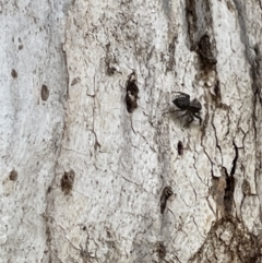 Servaea sp. (genus) (Unidentified Servaea jumping spider) at Casey, ACT - 15 Jan 2023 by Hejor1