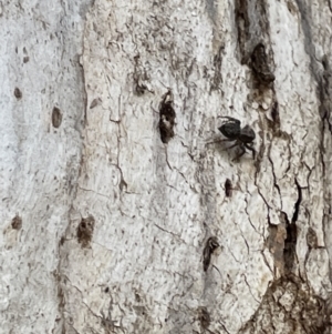 Servaea sp. (genus) at Casey, ACT - 15 Jan 2023