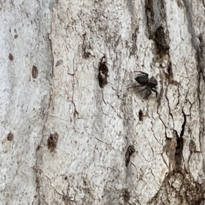 Servaea sp. (genus) (Unidentified Servaea jumping spider) at Casey, ACT - 15 Jan 2023 by Hejor1