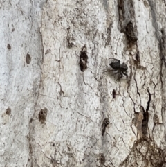 Servaea sp. (genus) (Unidentified Servaea jumping spider) at Casey, ACT - 14 Jan 2023 by Hejor1