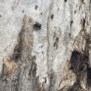 Servaea sp. (genus) at Casey, ACT - 15 Jan 2023 09:44 AM