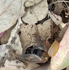 Anoplognathus sp. (genus) at Casey, ACT - 15 Jan 2023