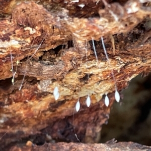 Chrysopidae (family) at Casey, ACT - 15 Jan 2023