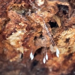 Chrysopidae (family) at Casey, ACT - 15 Jan 2023