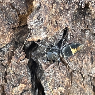 Apricia jovialis (Jovial jumping spider) at Casey, ACT - 15 Jan 2023 by Hejor1