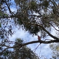 Eolophus roseicapilla (Galah) at Casey, ACT - 15 Jan 2023 by Hejor1