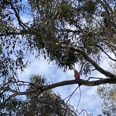 Eolophus roseicapilla (Galah) at Casey, ACT - 15 Jan 2023 by Hejor1