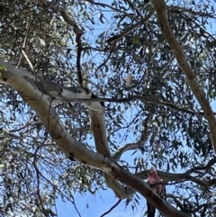 Eolophus roseicapilla at Casey, ACT - 15 Jan 2023