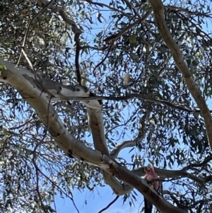 Eolophus roseicapilla at Casey, ACT - 15 Jan 2023 09:55 AM