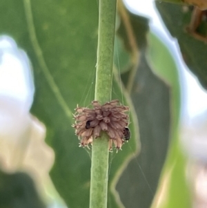 Paropsis atomaria at Casey, ACT - 15 Jan 2023