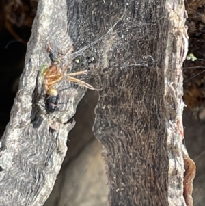 Camponotus consobrinus at Casey, ACT - 15 Jan 2023 09:51 AM