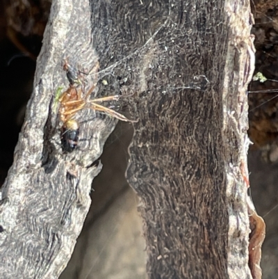 Camponotus consobrinus (Banded sugar ant) at Casey, ACT - 15 Jan 2023 by Hejor1