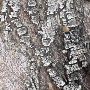 Camponotus aeneopilosus at Casey, ACT - 15 Jan 2023 10:09 AM