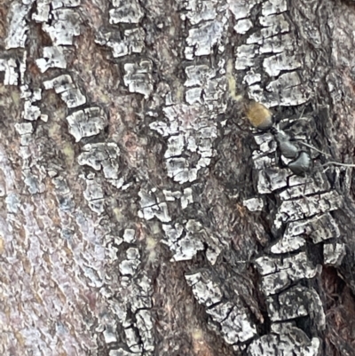 Camponotus aeneopilosus (A Golden-tailed sugar ant) at Casey, ACT - 14 Jan 2023 by Hejor1