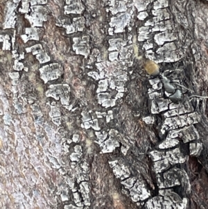 Camponotus aeneopilosus at Casey, ACT - 15 Jan 2023