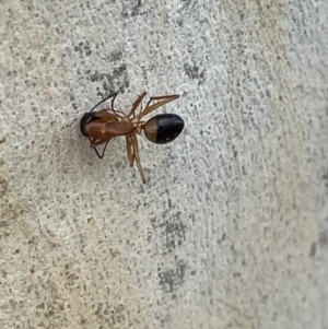 Camponotus consobrinus at Casey, ACT - 15 Jan 2023 10:04 AM