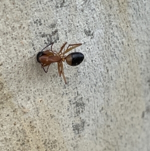 Camponotus consobrinus at Casey, ACT - 15 Jan 2023
