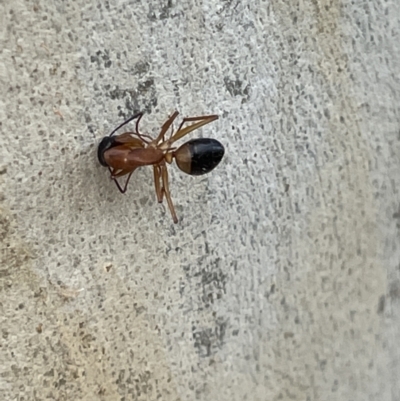 Camponotus consobrinus (Banded sugar ant) at Casey, ACT - 14 Jan 2023 by Hejor1