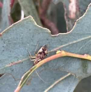 Miridae (family) at Casey, ACT - 15 Jan 2023 10:03 AM