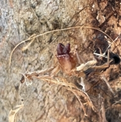 Araneae (order) (Unidentified spider) at Casey, ACT - 15 Jan 2023 by Hejor1