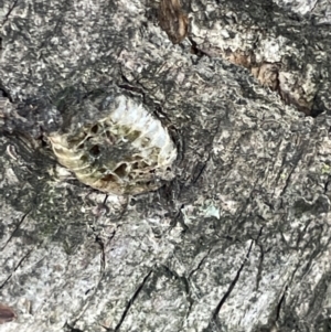 Mantidae - egg case (family) at Casey, ACT - 15 Jan 2023 10:23 AM