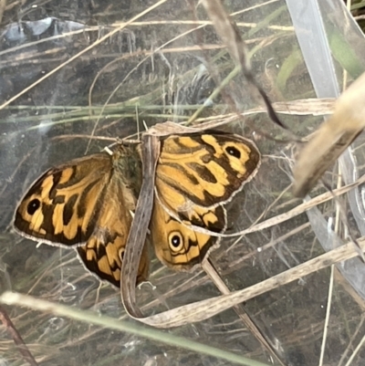 Heteronympha merope (Common Brown Butterfly) at Nicholls, ACT - 15 Jan 2023 by Hejor1