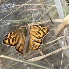 Heteronympha merope (Common Brown Butterfly) at Nicholls, ACT - 15 Jan 2023 by Hejor1