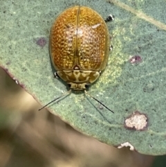 Paropsisterna cloelia (Eucalyptus variegated beetle) at Nicholls, ACT - 15 Jan 2023 by Hejor1