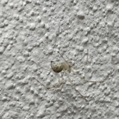 Cryptachaea gigantipes (White porch spider) at Braddon, ACT - 15 Jan 2023 by Hejor1